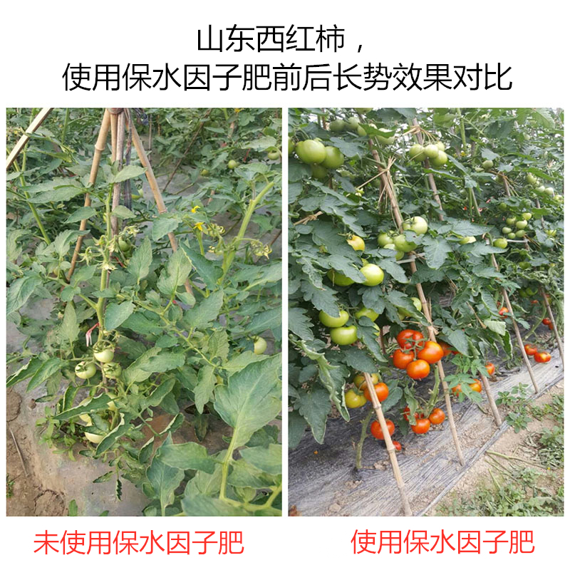 山東西紅柿，使用保水因子肥前后長(zhǎng)勢(shì)效果對(duì)比