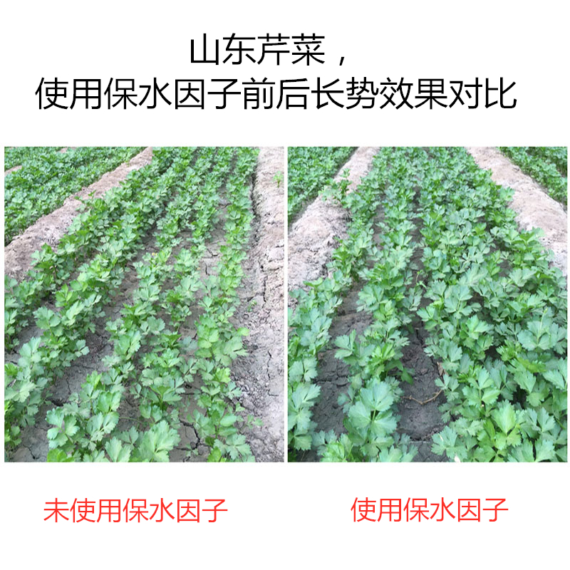 山東芹菜，使用保水因子前后長(zhǎng)勢(shì)效果對(duì)比